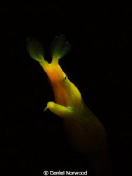 Female ribbon eel, taken at paradise in Tulamben, Bali. by Daniel Norwood 